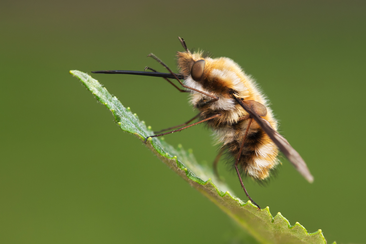 Bee Fly 1